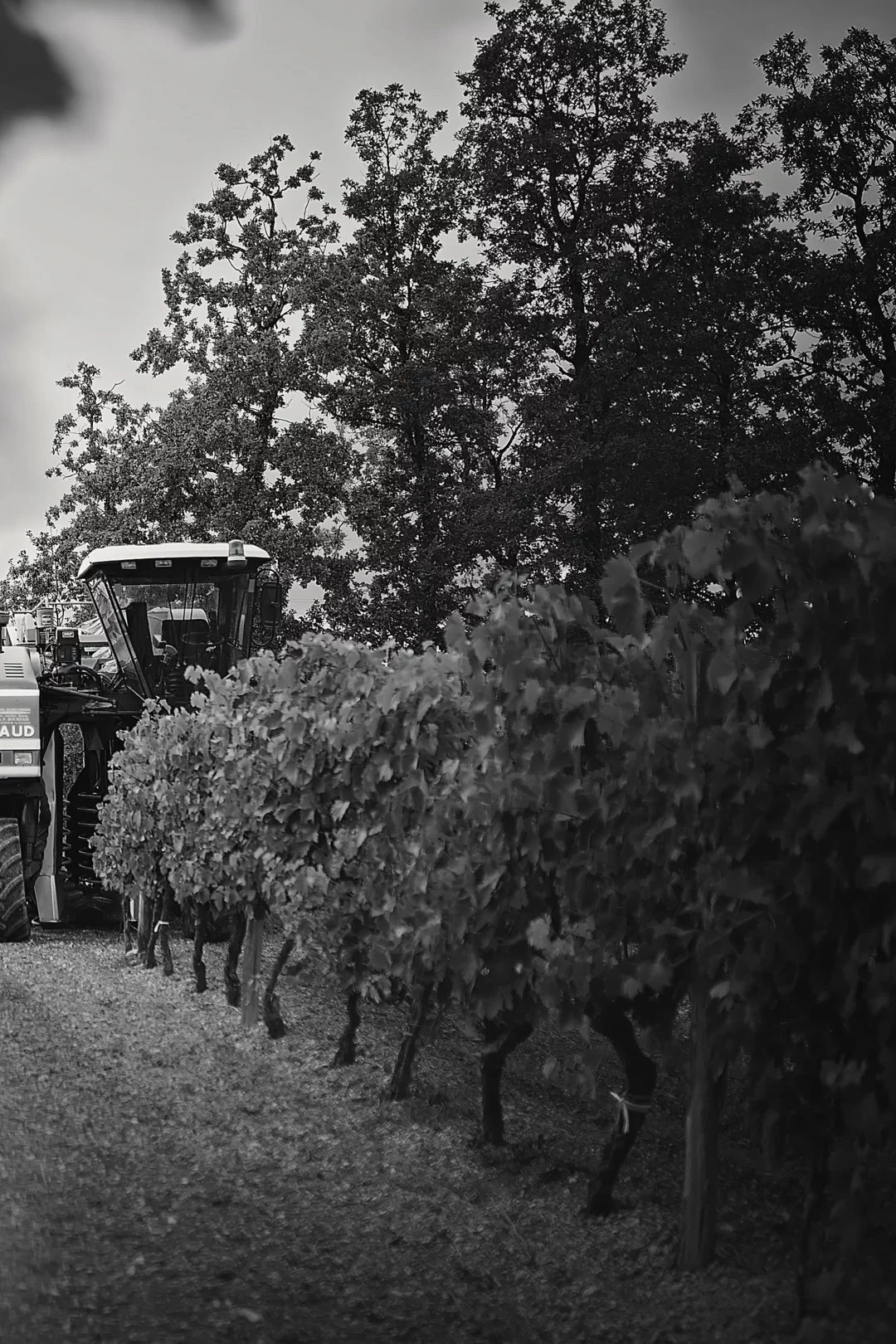 Larsen harvest in vineyard
