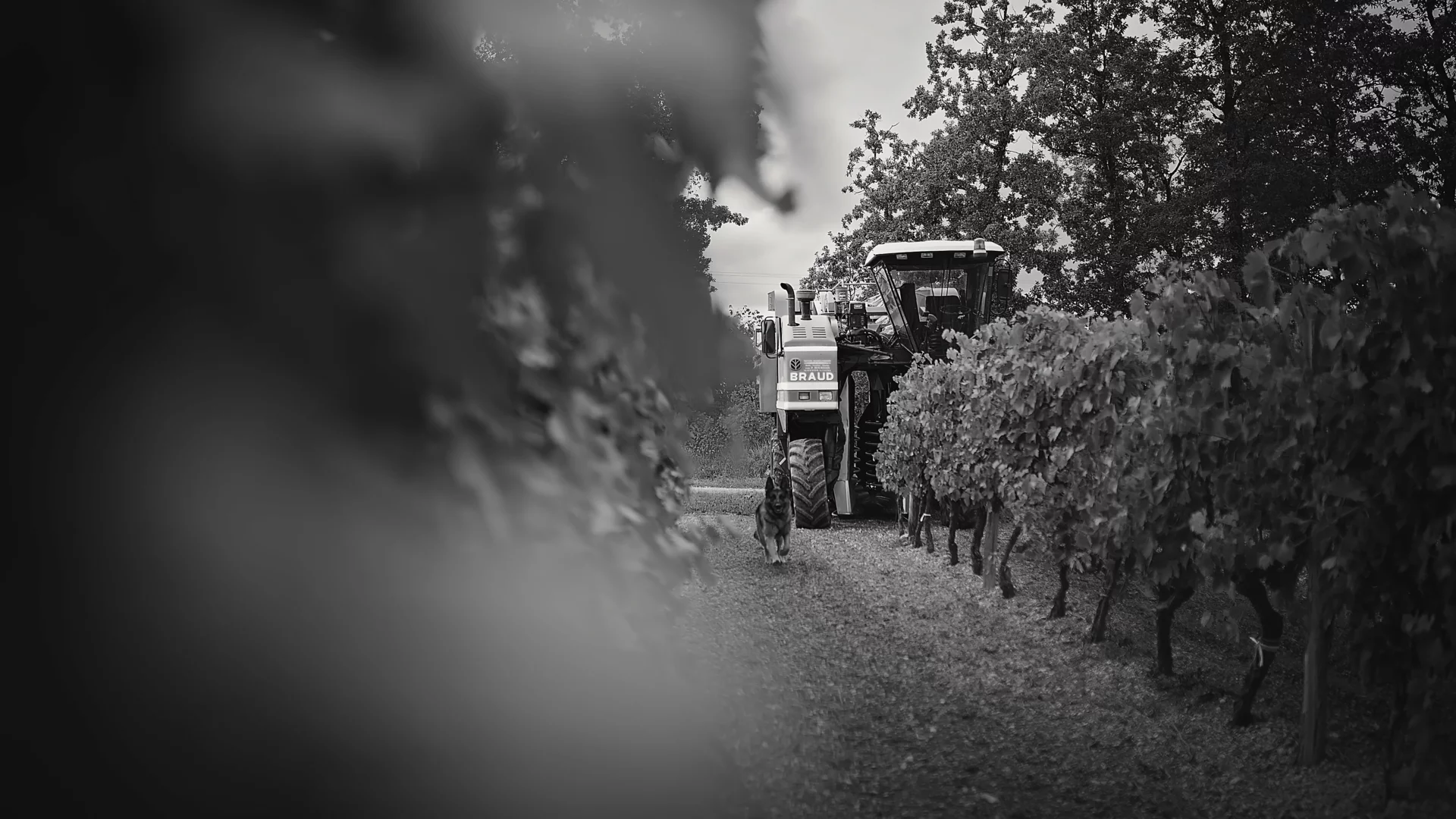 Larsen harvest in vineyard